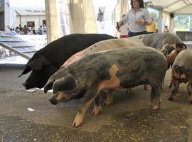 Los mejores gochos invaden Morcín