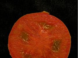 Hydra, el tomate mutante sin semillas del CSIC