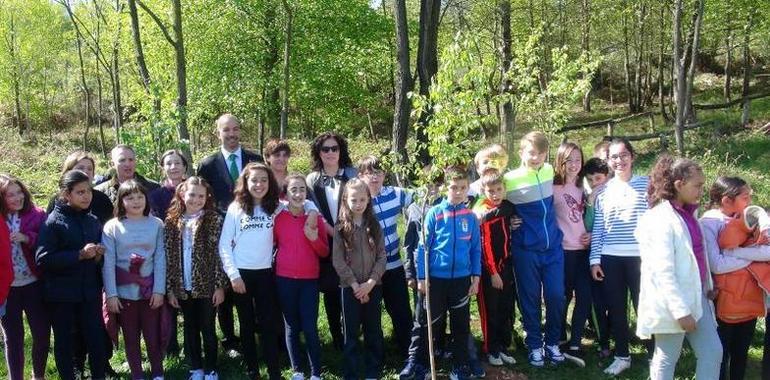 Los escolares llenan el Naranco de ejemplares de serbal