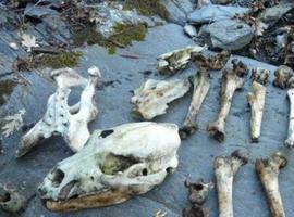 Los osos de Asturies mueren por causas naturales