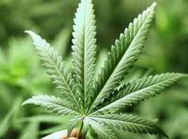 Aumenta el consumo de cannabis en Asturias de 15 a 34 años