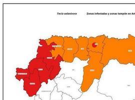 Asturias retira casi 21 mil kilos de patata contra la polilla guatemalteca
