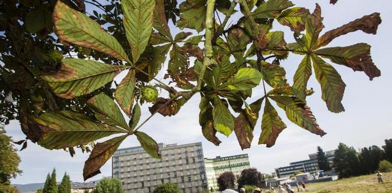 SOS Viejo Hospital celebra que el ayuntamiento limpie el parque Truébano