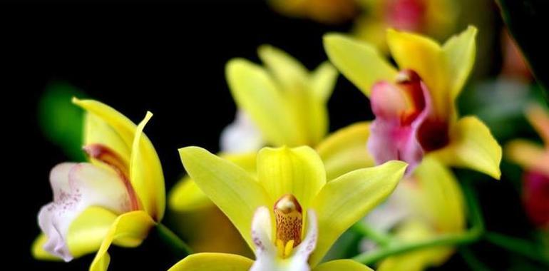 El Día Internacional de la Fascinación por las Plantas alcanza su cuarta edición