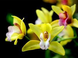 El Día Internacional de la Fascinación por las Plantas alcanza su cuarta edición