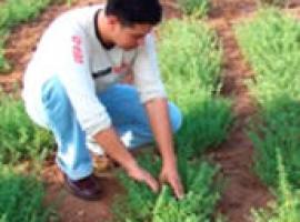 Impulsan la exportación de plantas medicinales en Edomex