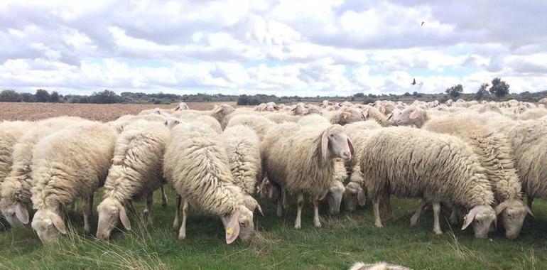 UniOvi alerta de la poca efectividad de medidas ante ataques de grandes carnívoros al ganado