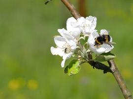 El Día Europeo de los Parques conciencia a escolares asturianos sobre la importancia de los insectos 