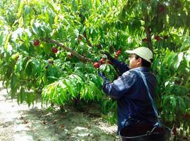 UPA culpa a la especulación de los bajos precios de la fruta y urge mecanismos de crisis