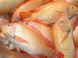 FAO alerta por virus de la tilapia, pescado de creciente consumo
