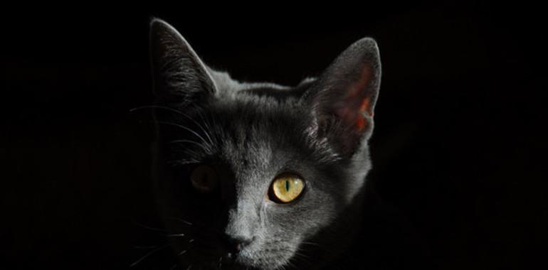 Cuando el gato entró en nuestro hogar