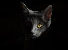 Cuando el gato entró en nuestro hogar