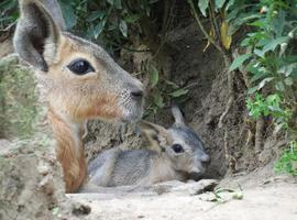 Oviedo: Nace una Mara en el Núcleo Zoológico El Bosque