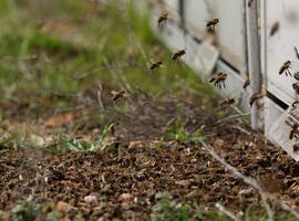 El Parlamento Europeo apoya prohibir los insecticidas peligrosos para las abejas