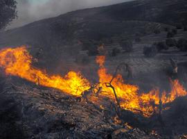 Fuego, hacha y veneno para matar los olivares de Cisjordania 