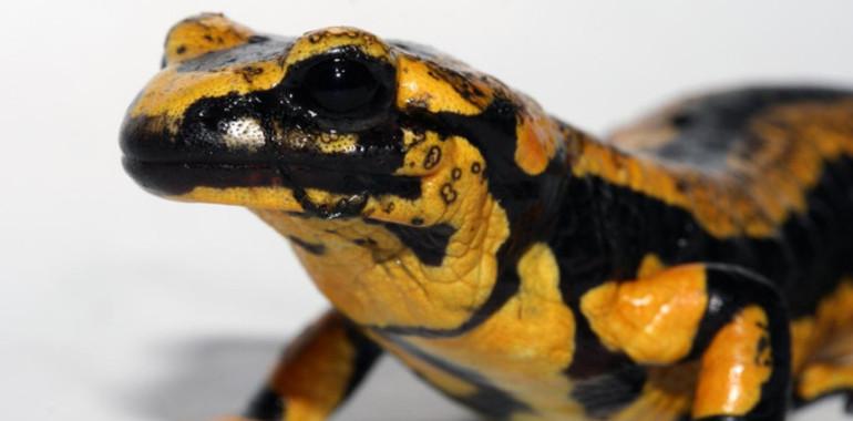 Asturias añadirá otras 58 especies al catálogo protegido
