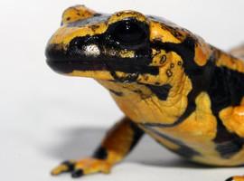 Asturias añadirá otras 58 especies al catálogo protegido