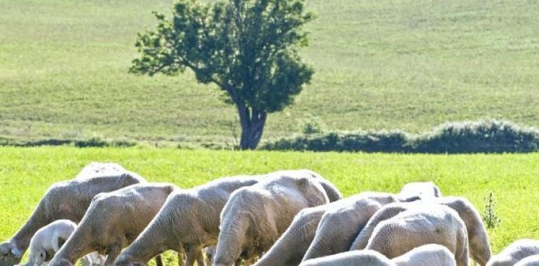 Aragón compensará los daños del lobo