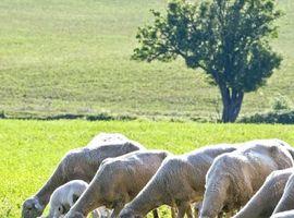 Aragón compensará los daños del lobo