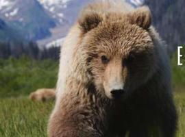 Apoya el documental sobre la superviviencia del Oso Pardo