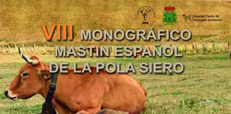 Los mejores mastines del norte de España se reúnen el sábado en Pola de Siero