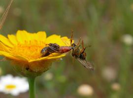 La diversidad genética, clave para la conservación de la naturaleza 