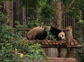 Chengdu, la esperanza para el oso panda
