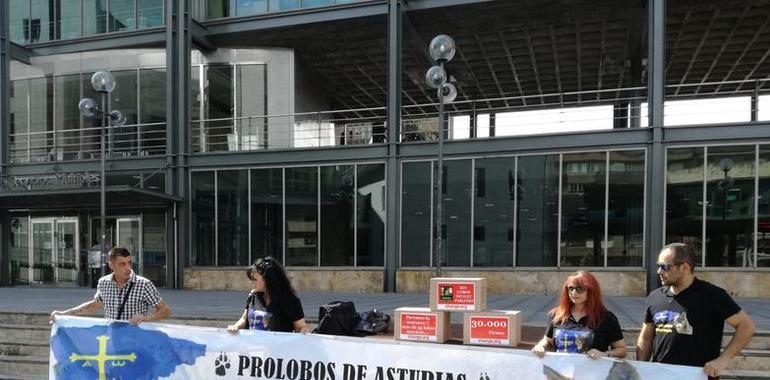 Entrega de 30.000 firmas contra las matanzas de lobos en Asturias