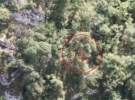 Rerscatado un senderista enganchado en un árbol en la Senda del Oso