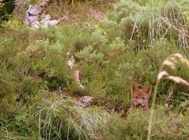 IU denuncia la lentitud del Principado para desarrollar el reglamento de avistamiento de fauna salvaje