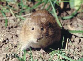 La nutria y la rata de agua están bien conservadas en Arribes del Duero