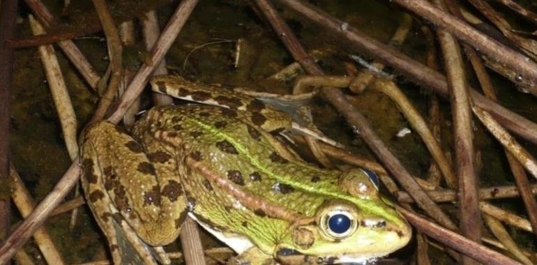 En Asturias hay más de 64 especies en peligro de extinción y 162 vulnerables