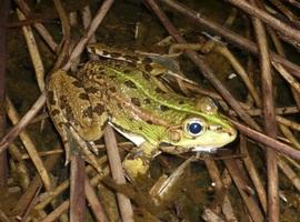 En Asturias hay más de 64 especies en peligro de extinción y 162 vulnerables