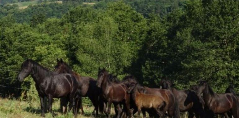  I Concurso Morfológico de Asturcones en Posada de Llanes