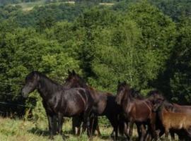  I Concurso Morfológico de Asturcones en Posada de Llanes