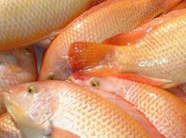 El secretario general de Pesca apuesta por la eficiencia de la actividad pesquera