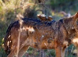 Carmen Fernández pide menos secretismo en las cifras del II Plan de gestión del lobo