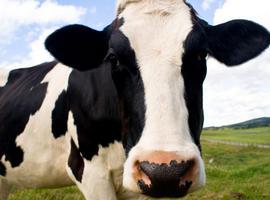 Vende una vaca para participar en el europeo de kárate