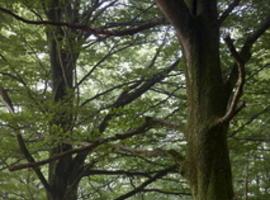 Los suelos de los bosques podrían fijar el doble de Carbono con un cambio en la gestión forestal 