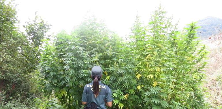 La Guardia Civil descubre más de 1.000 plantas de cannabis en una finca de Aller