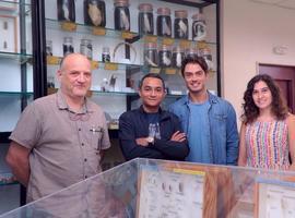 Descubren una nueva especie de pepino de mar en el Cañón de Avilés