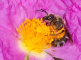 Las abejas mediterráneas se distribuyen al ritmo del mercado de las flores 