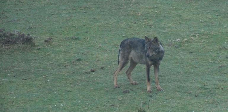 Tres universidades, incluída la de Oviedo, defienden la fiabilidad de los protocolos para ataques de lobos