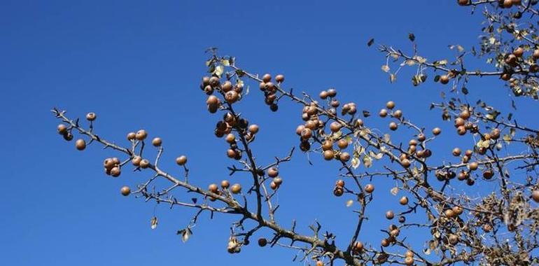 Plantar árboles de manera regular e incluso aleatoria es más efectivo que hacerlo agregadamente