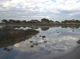 Más de 5.000 plantas de especies autóctonas restauran la superficie del Parque Regional de las Salinas