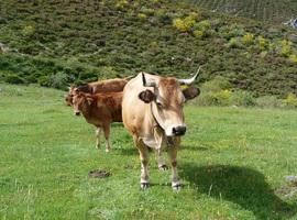 La carne Vacum de vaca casina, protagonista en Valencia