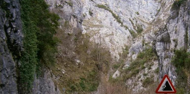 Foro urge al gobierno Rajoy a mejorar la carretera del desfiladero de Los Beyos
