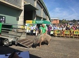 Katy brilla en el IX Concurso Nacional Gochu Asturcelta 