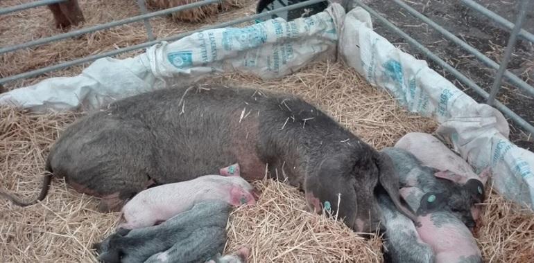 Asturias destina 1,2 M€ a mejora genética de razas ganaderas autóctonas y frisona