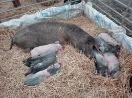 Asturias destina 1,2 M€ a mejora genética de razas ganaderas autóctonas y frisona
